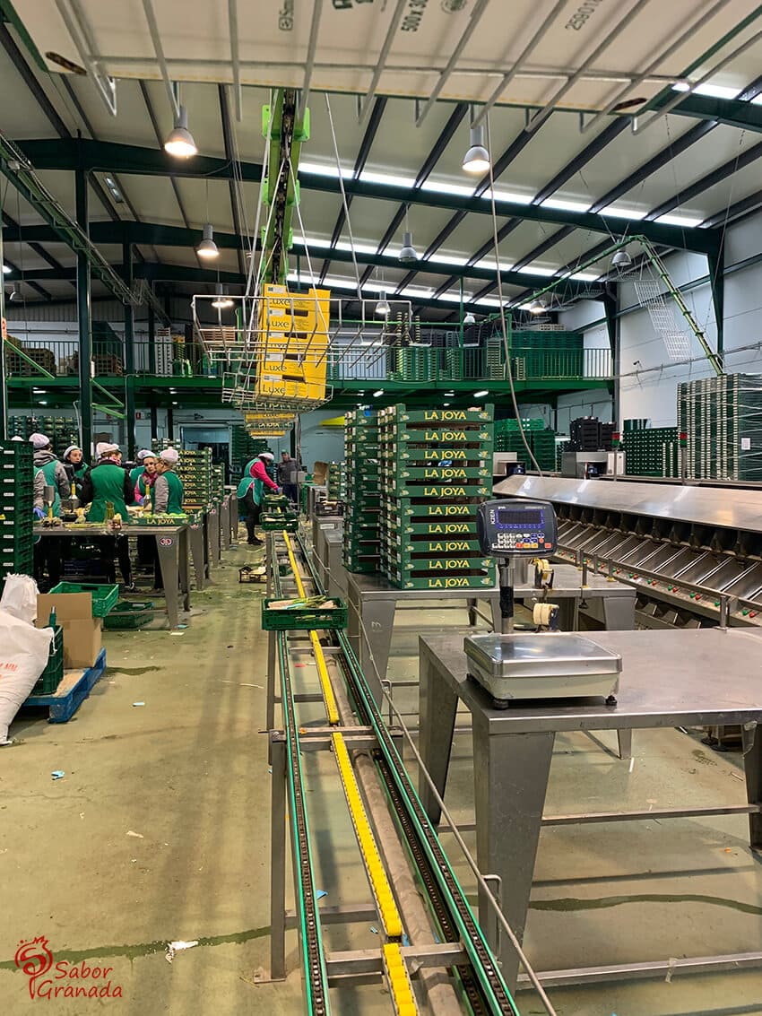 Interior de la Cooperativa Los gallombares - Sabor Granada Interior de la Cooperativa Los gallombares - Sabor Granada