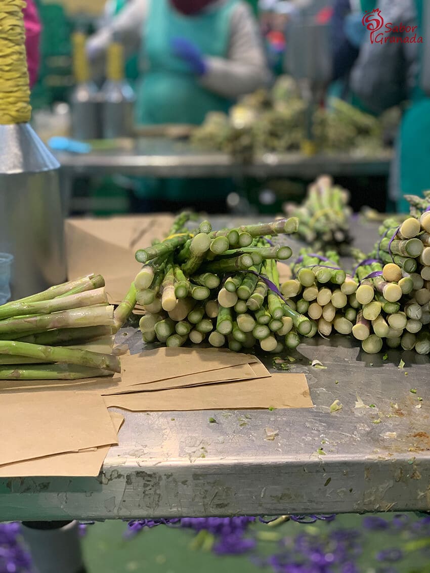 Espárragos verdes Los Gallombares - Sabor Granada Espárragos verdes Los Gallombares - Sabor Granada